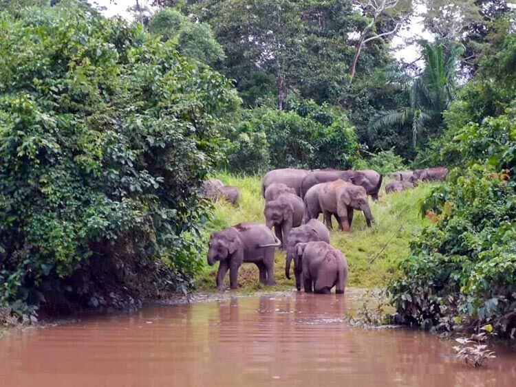 Uncle-Tan-Wildlife-Adventures-Pygmy-Elephants