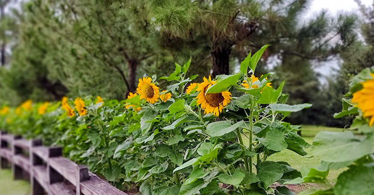 Sun-Flower-Taman-Saujana-Hijau-Putrajaya-Brian-Lim