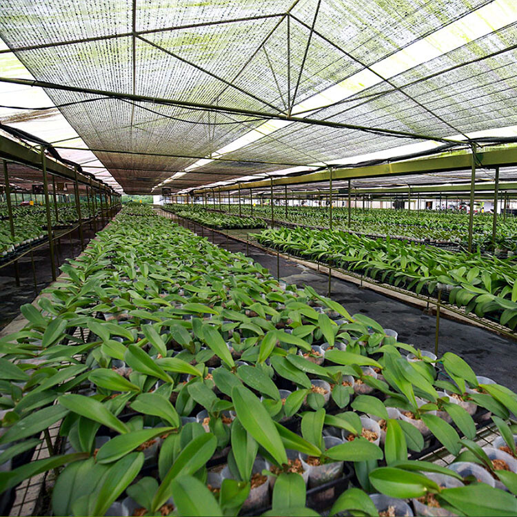 World Of Phalaenopsis Ulu Yam