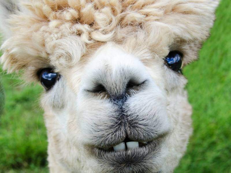 Alpaca