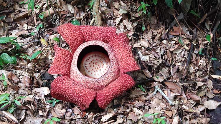 Bunga-Rafflesia