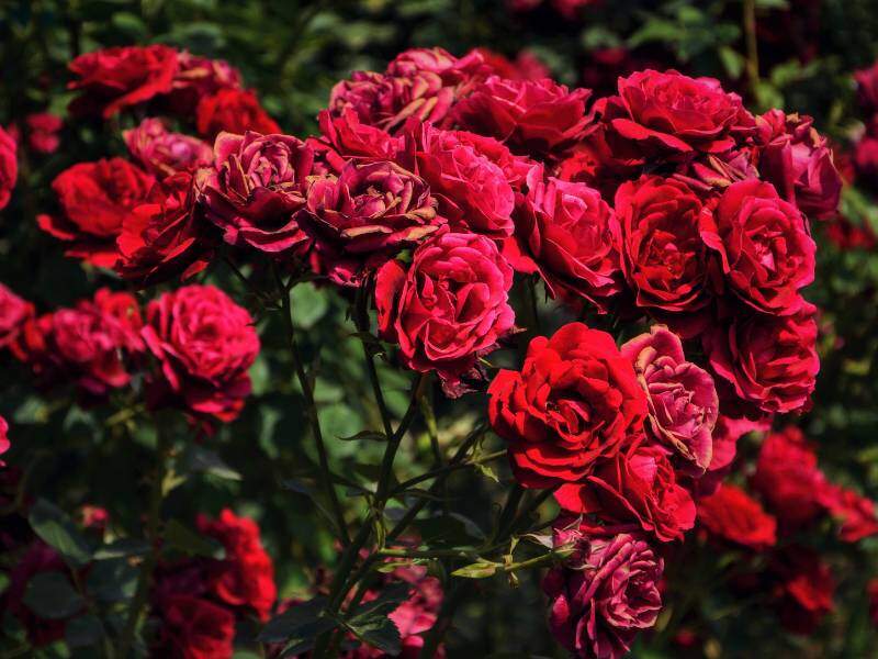 Rose Garden Kundasang