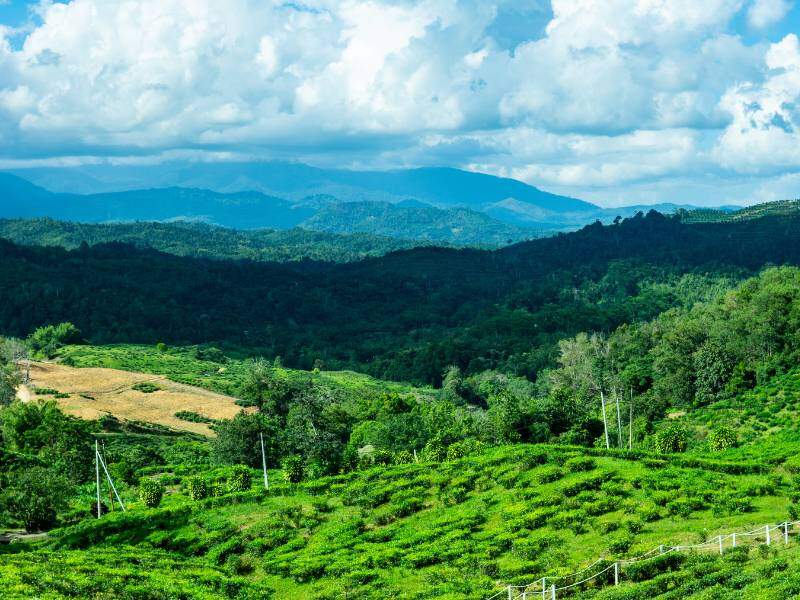 Sabah-Tea
