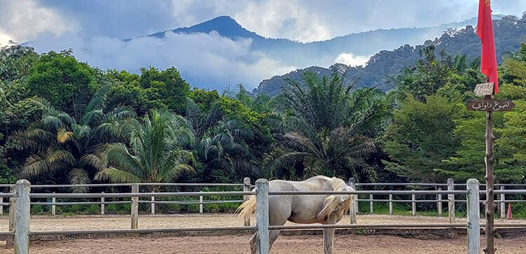 Ultimate-Horse-Training-Nurul-Arifah-Hidayat