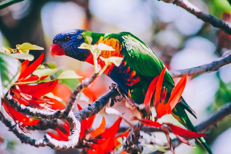 rainbow-lorikeet-parrot-australian-nature-2023-11-27-05-30-28-utc