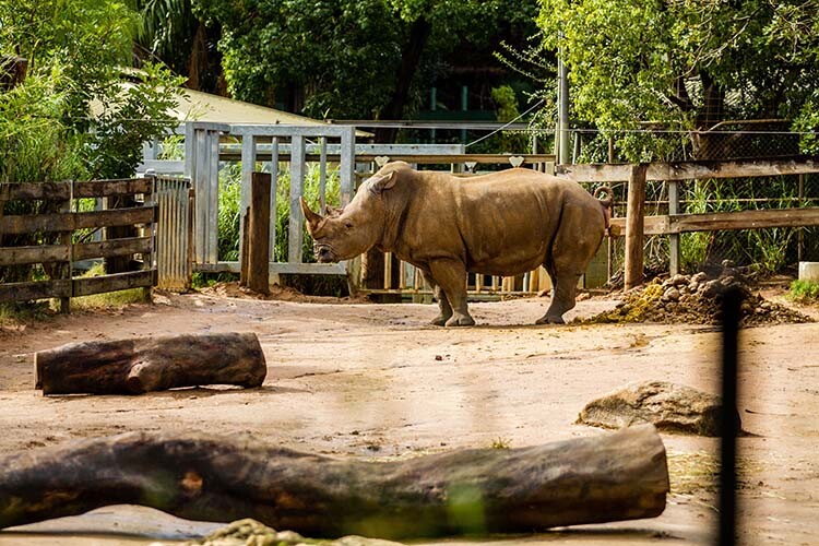 A rhinoceros in its habitat in a zoo