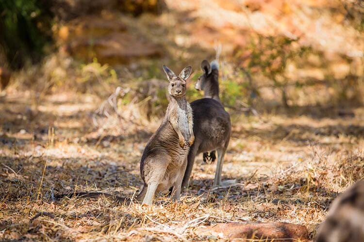 Wild kangaroos in the Australian forest. Shot in Western Australia.