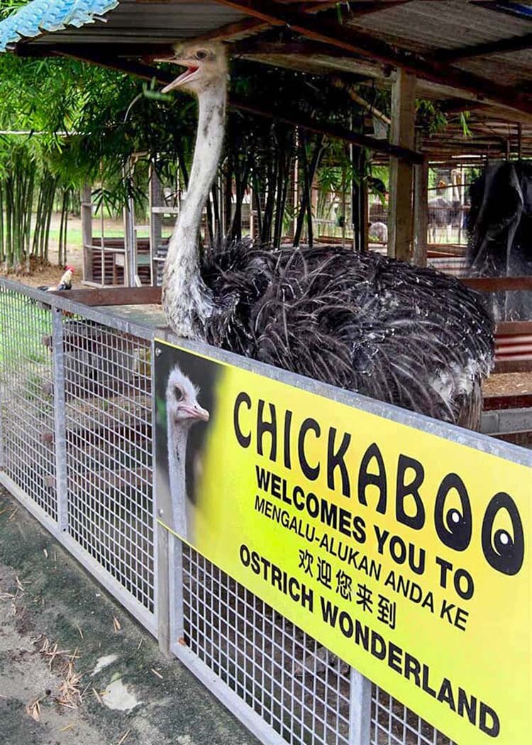 Ostrich-Wonderland-Semenyih-2