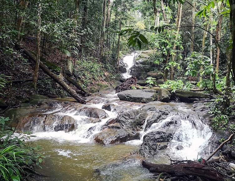 Tekala-River-Recreation-Forest-Dominic-Ho
