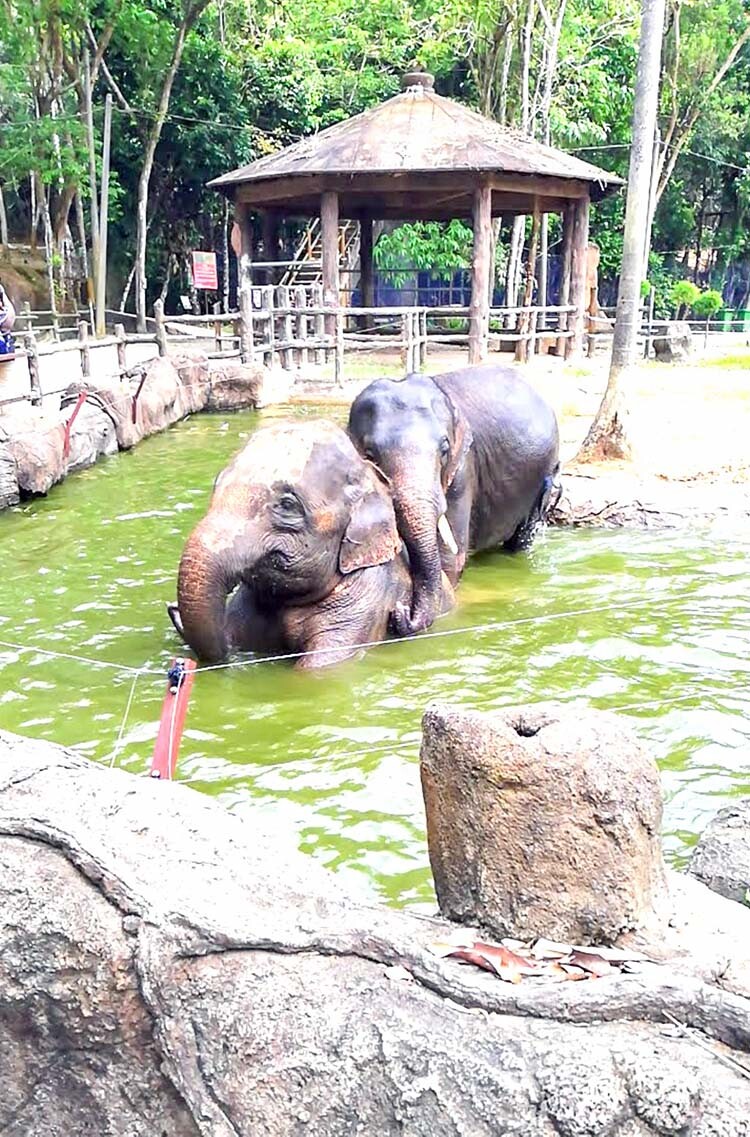 Kemaman-Zoo-Zurina-Ibrahim