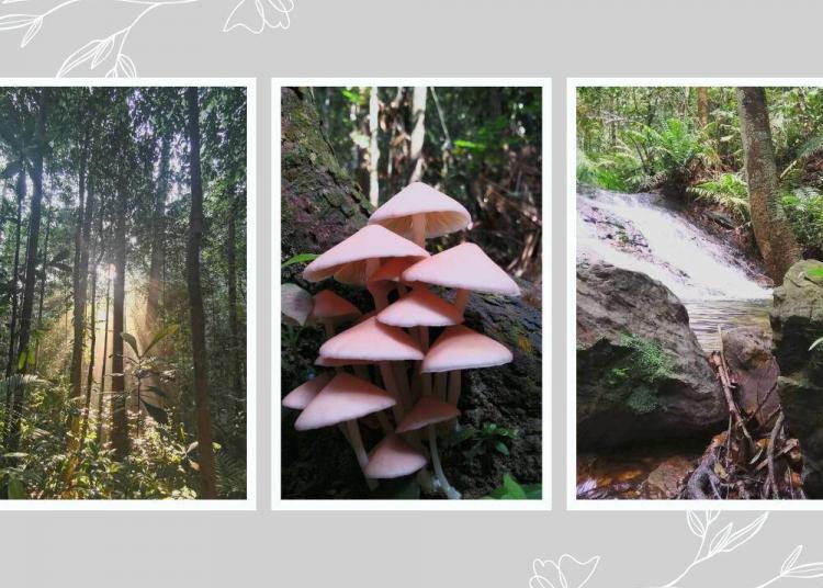 Hutan Simpan Ayer Hitam