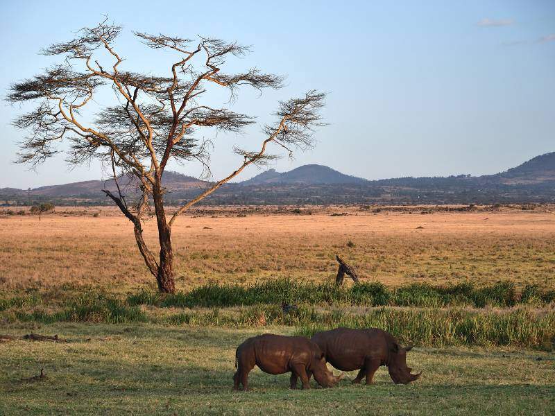 Lewa