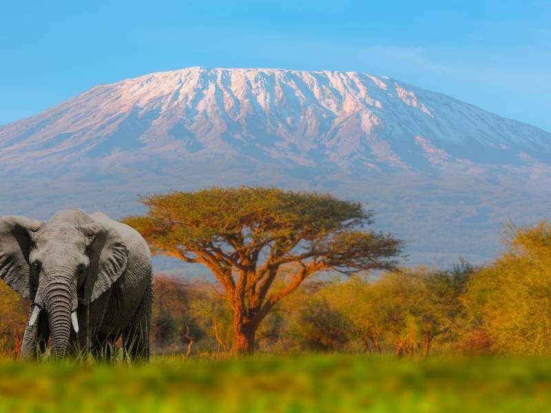 Mount Kilimanjaro with Acacia