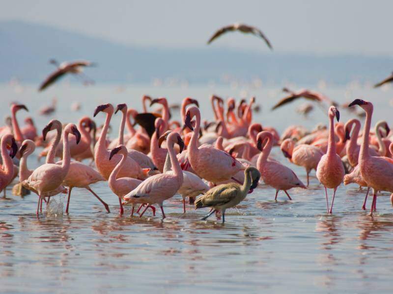 Nakuru