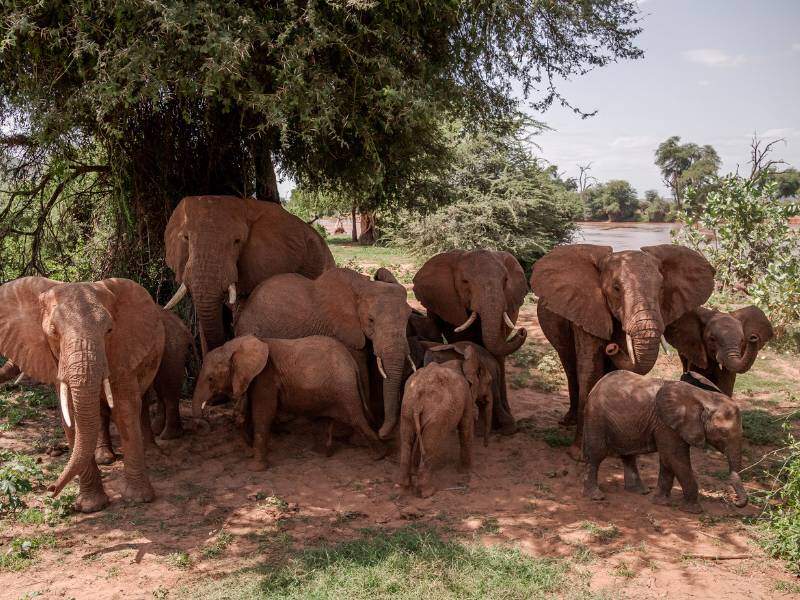 Samburu National Reserve