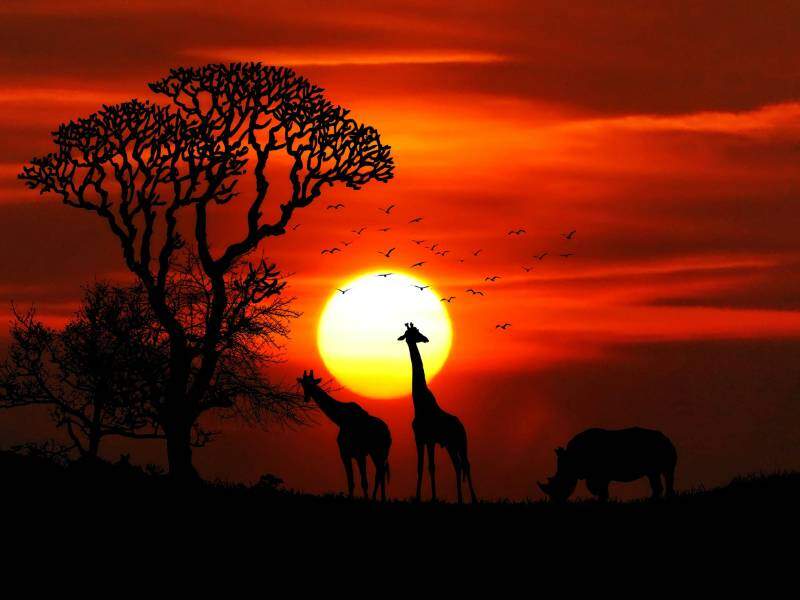 Savana Sunset