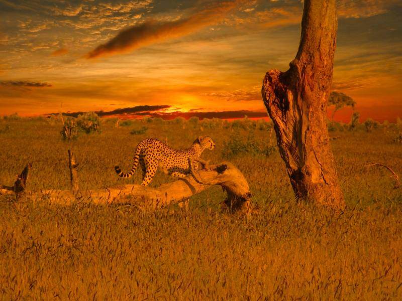 Taman Negara Tsavo