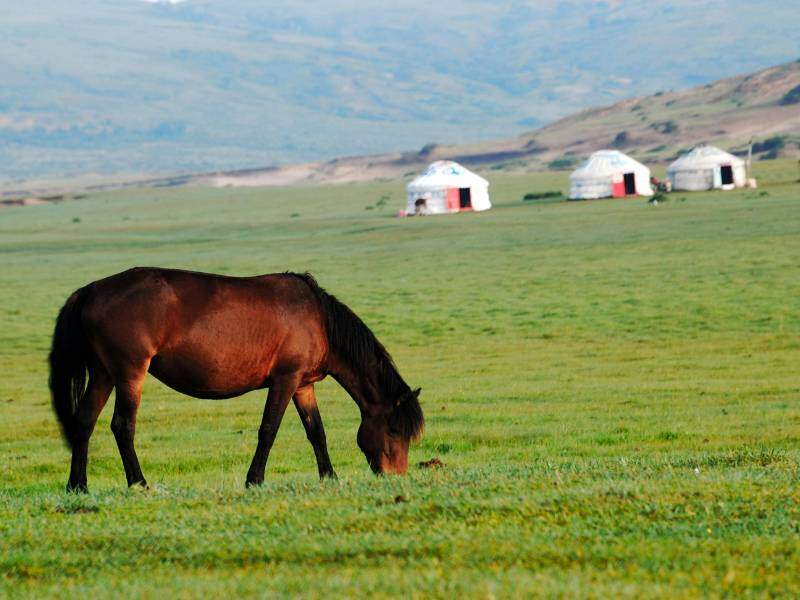 Mongolia yurt