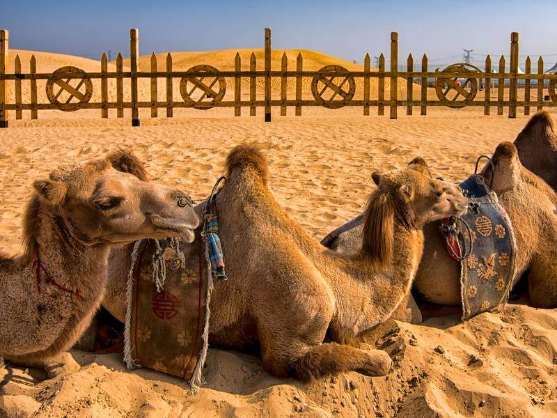Kubuqi Desert