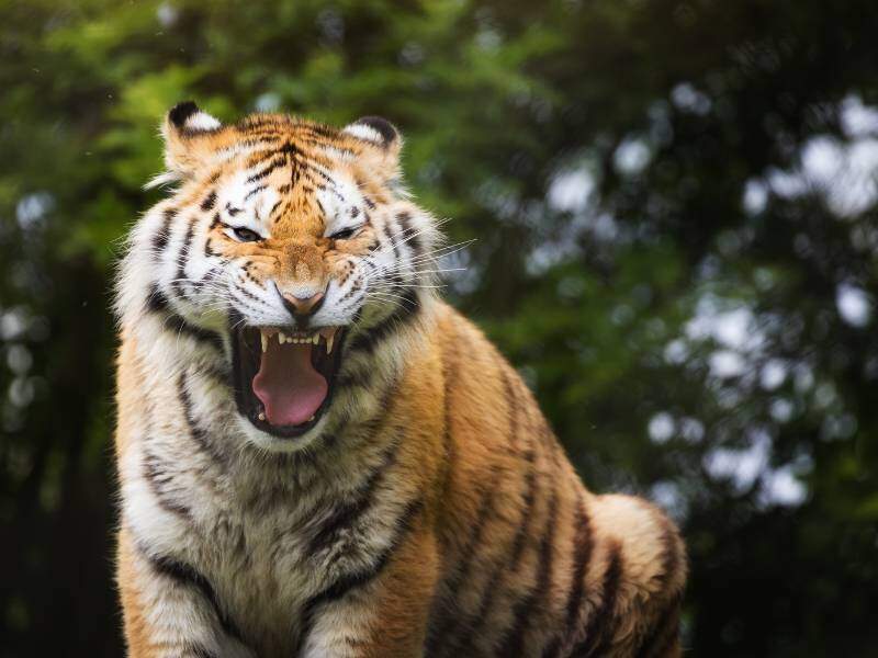 Siberian Tiger Park