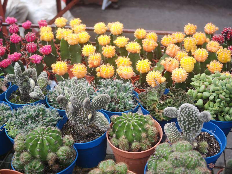 Bunga Kaktus Cameron Highlands