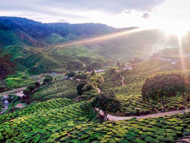 Cameron Highland