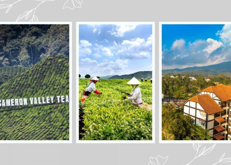 Cameron Highland