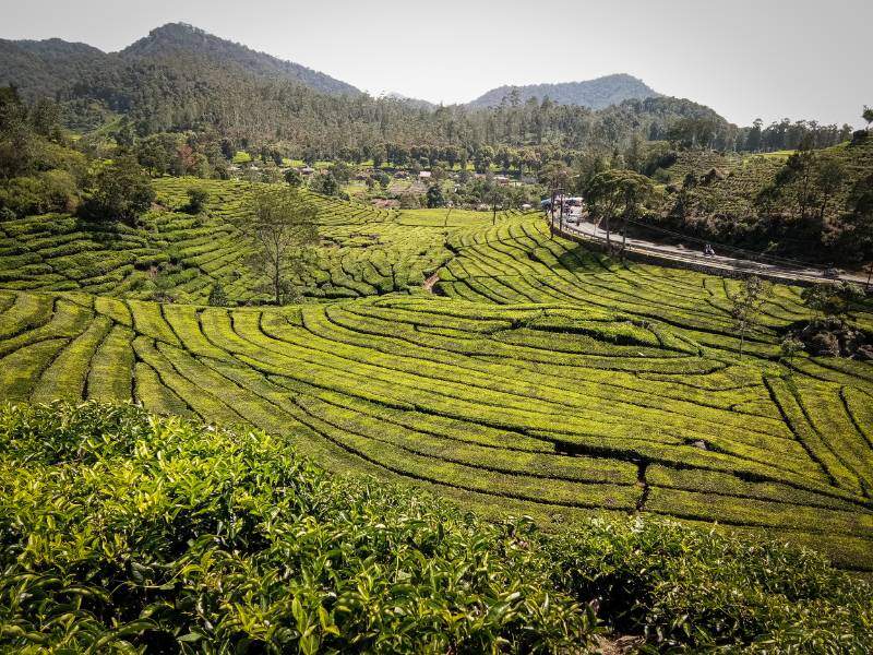 Ladang Teh Rancabali