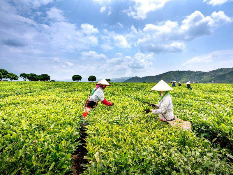 Menuai Daun Teh