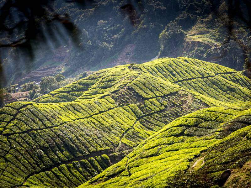 Panorama Cameron Highlands