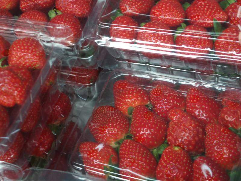 Strawberry Cameron Highlands
