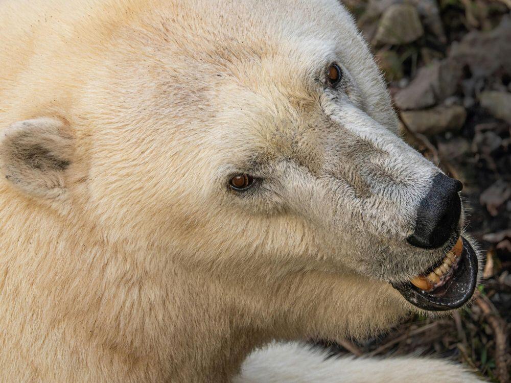 Frederiksberg Zoo