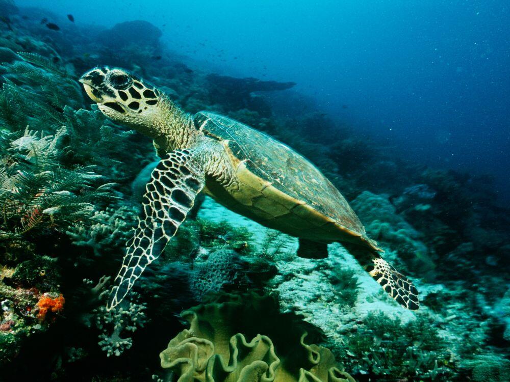 Batanta Raja Ampat