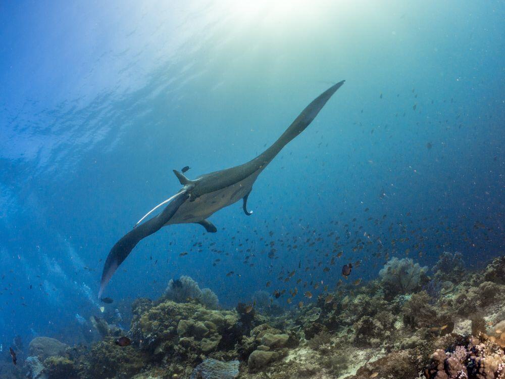 Manta Ray Batanta Raja Ampat