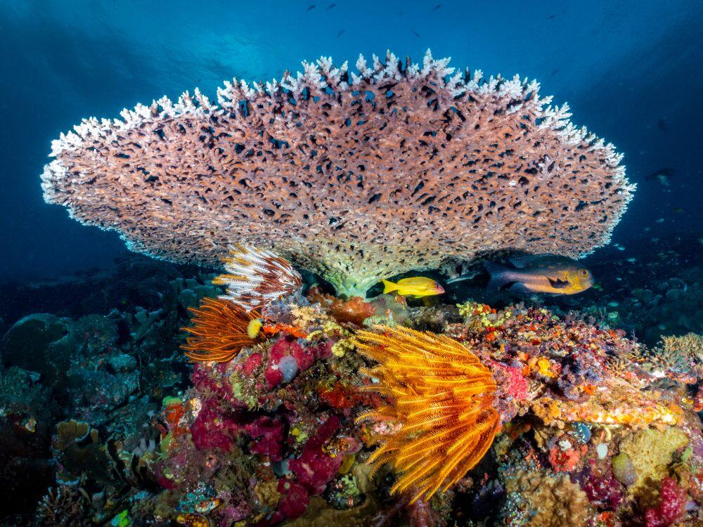Salawati Raja Ampat