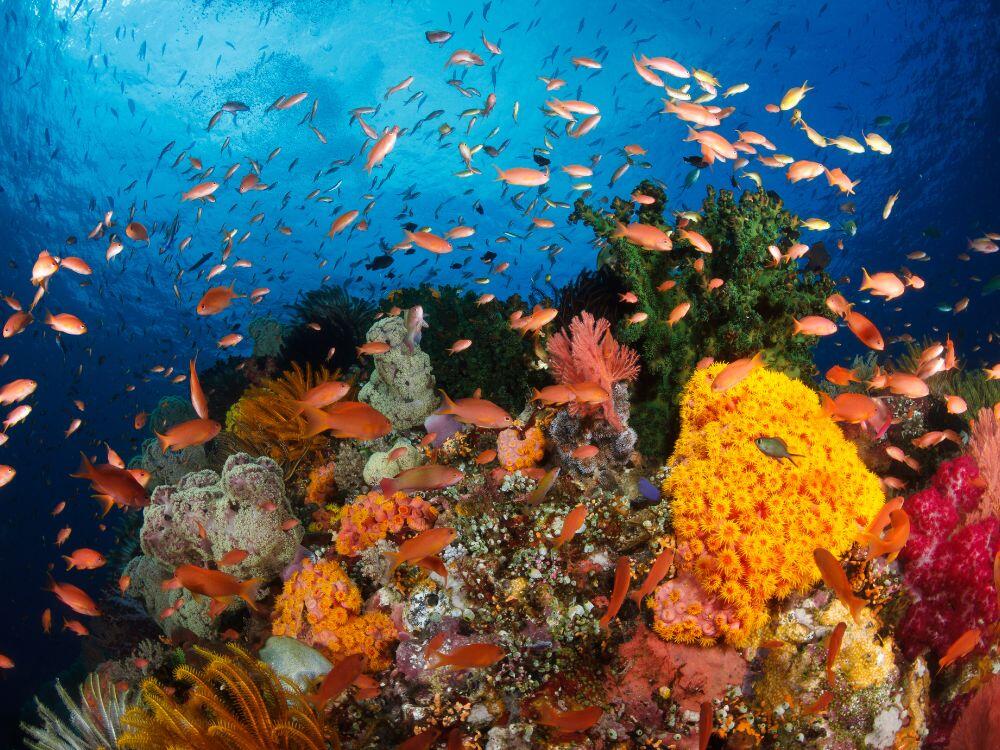 Termubu Karang di Raja Ampat