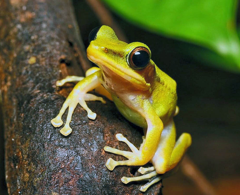 Malam Katak & Palma