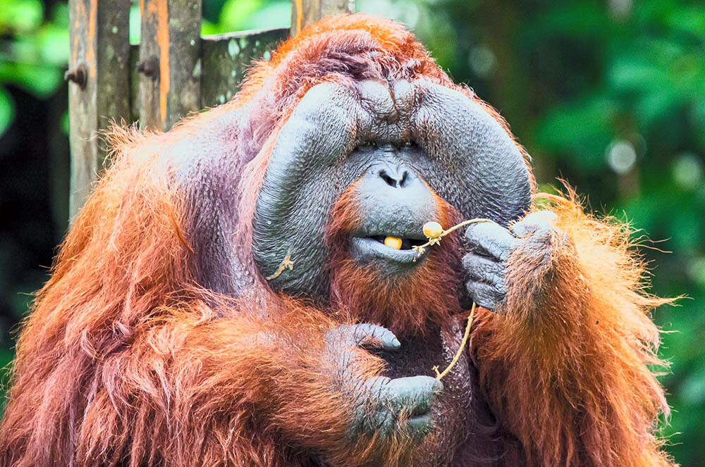 Matang Wildlife Centre