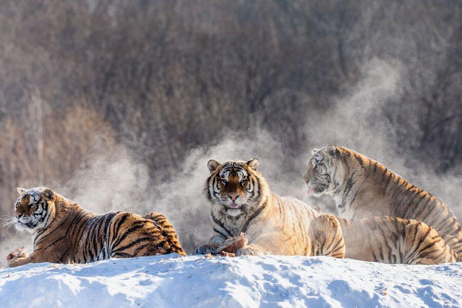Siberia Tiger